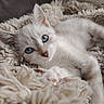 kitten, cat, fluffy, cream_colored, blue_eyes, pet, animal, lying_down, relaxed, blanket, shaggy_blanket, cozy, indoor, couch, closeup, portrait, whiskers, ears, paws, soft_lighting
