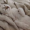 Bulma participe au concours pour gagner de l'argent avec cette photo : cat, sleeping, white_cat, pet, animal, furry, whiskers, pink_nose, closed_eyes, paws, belly_up, relaxed, cozy, blanket, plush, indoors, bed, nap, cute, portrait
