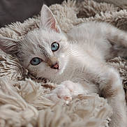 Bulma a rejoint le concours — aidez-le/la à gagner de superbes lots ! cat, kitten, white_fur, blue_eyes, fluffy, sleeping, lying_down, paw, whiskers, pink_nose, animal, pet, cute, cozy, blanket, indoors, portrait, close_up, soft_lighting, relaxed