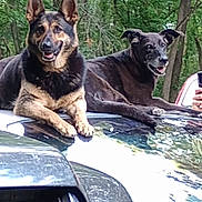 Koko And Zina joined the competition — help win amazing prizes! dog, animal, pet, canine, outdoor, forest, tree, car, vehicle, hood, nature, greenery, relaxed, smiling, two_animals, mammal, ears, fur, friendly, daylight