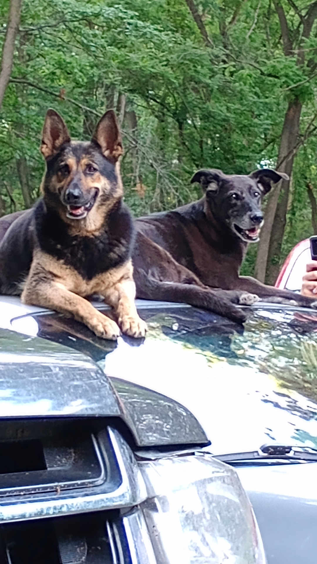 Koko And Zina joined the competition — help win amazing prizes! dog, animal, pet, canine, outdoor, forest, tree, car, vehicle, hood, nature, greenery, relaxed, smiling, two_animals, mammal, ears, fur, friendly, daylight