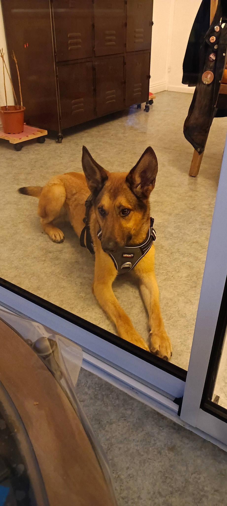 Arko a rejoint le concours — aidez-le/la à gagner de superbes lots ! belgian_shepherd_malinois, carnivore, companion_dog, dog, dog_breed, east_european_shepherd, fawn, floor, flooring, foot, german_shepherd_dog, guard_dog, hardwood, herding_dog, king_shepherd, old_german_shepherd_dog, snout, wood, working_animal, working_dog