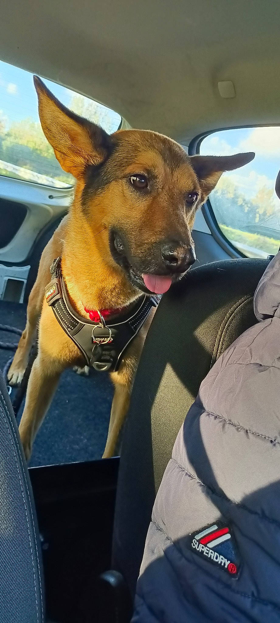 Arko a rejoint le concours — aidez-le/la à gagner de superbes lots ! automotive_mirror, car, carnivore, collar, companion_dog, dog, dog_breed, dog_collar, dog_supply, fawn, seat_belt, sky, snout, steering_wheel, vehicle, vehicle_door, whiskers, window, windshield, working_animal