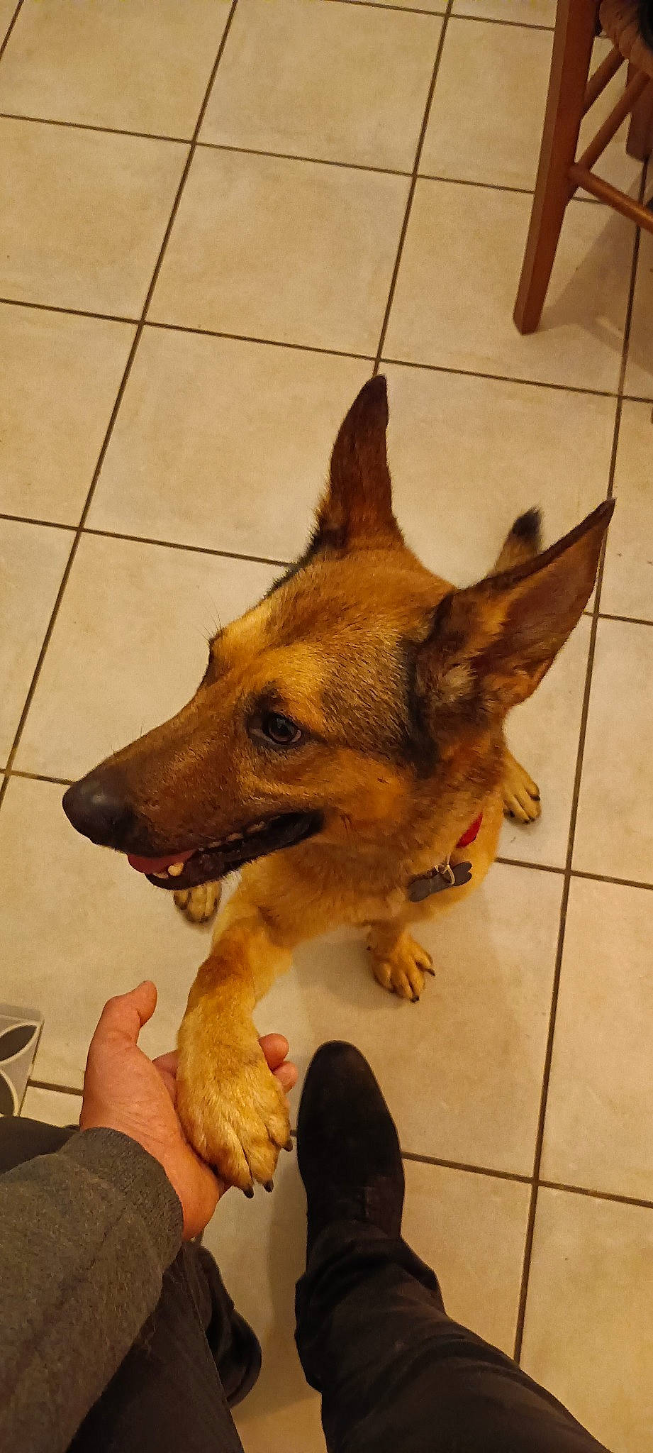 Arko a rejoint le concours — aidez-le/la à gagner de superbes lots ! canidae, carnivore, companion_dog, dog, dog_breed, dog_supply, fawn, flooring, fur, paw, snout, sporting_group, tableware, terrestrial_animal, tile_flooring, whiskers, wood, working_animal, working_dog