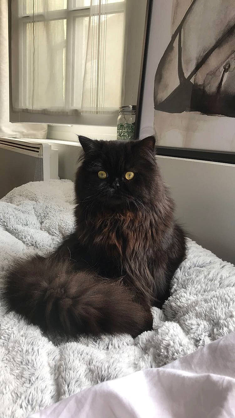 Albert a rejoint le concours — aidez-le/la à gagner de superbes lots ! black_and_white, black_cat, carnivore, cat, claw, comfort, curtain, domestic_short_haired_cat, felidae, flooring, fur, grey, monochrome, monochrome_photography, room, small_to_medium_sized_cats, snout, tail, whiskers, window