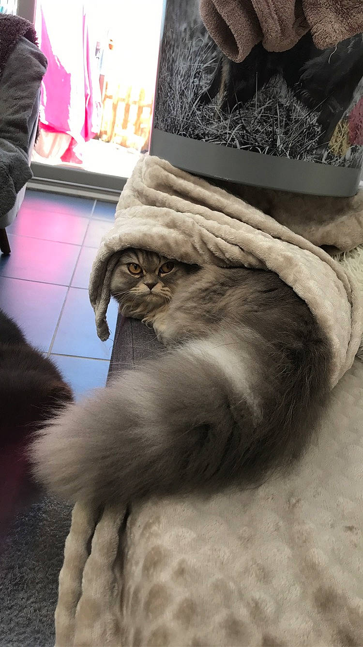 Simone a rejoint le concours — aidez-le/la à gagner de superbes lots ! beard, cat, companion_dog, facial_hair, felidae, fur, fur_clothing, grey, hat, headgear, human_leg, mammal, nap, paw, santa_claus, small_to_medium_sized_cats, snout, tail, vertebrate, whiskers