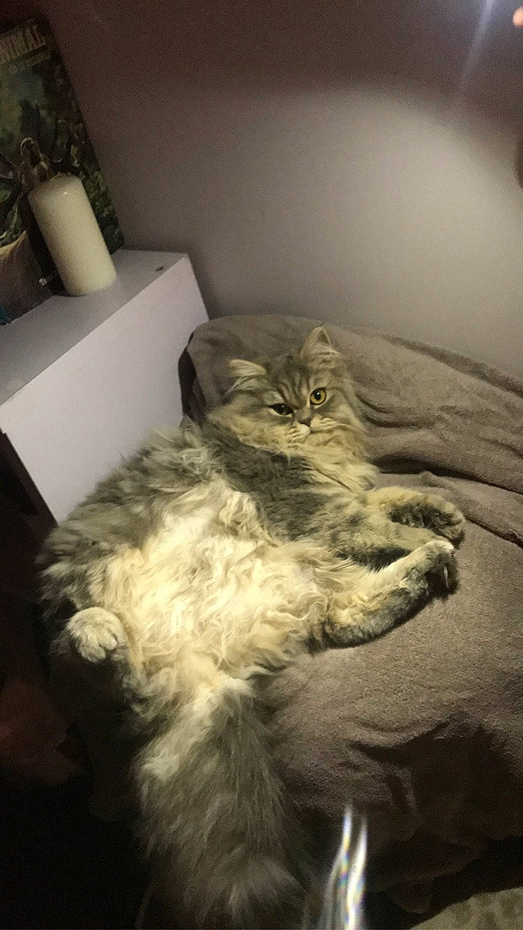 Simone participe au concours pour gagner de l'argent avec cette photo : bed, carnivore, cat, comfort, darkness, domestic_short_haired_cat, felidae, fur, grey, houseplant, lamp, linens, paper_towel, paw, room, small_to_medium_sized_cats, snout, tail, whiskers, wood