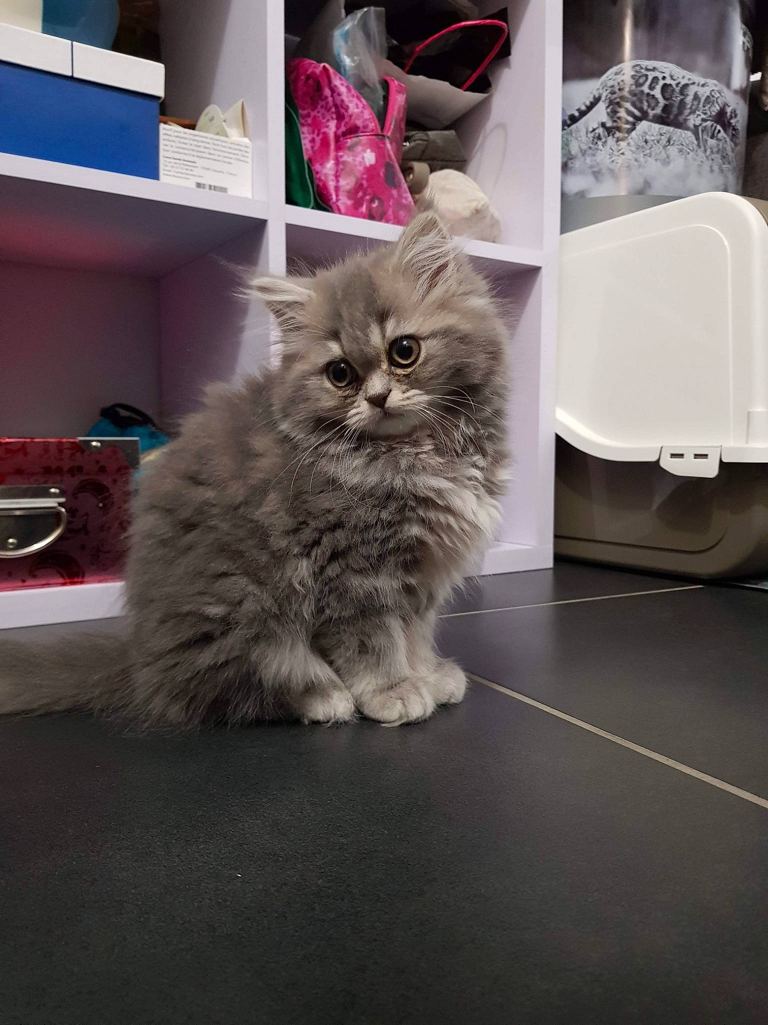 Simone a rejoint le concours — aidez-le/la à gagner de superbes lots ! box, british_longhair, carnivore, cat, comfort, domestic_short_haired_cat, drawer, felidae, floor, flooring, fur, grey, paw, shelf, sitting, small_to_medium_sized_cats, snout, tail, terrestrial_animal, whiskers