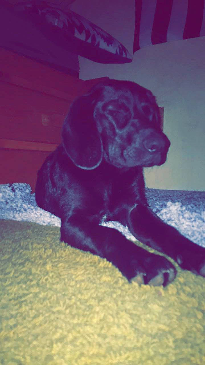 Jaxs joined the competition — help win amazing prizes! borador, canidae, carnivore, companion_dog, dog, dog_breed, electric_blue, fawn, guard_dog, gun_dog, liver, magenta, molosser, snout, sporting_group, tail, tints_and_shades, winter, working_animal, working_dog