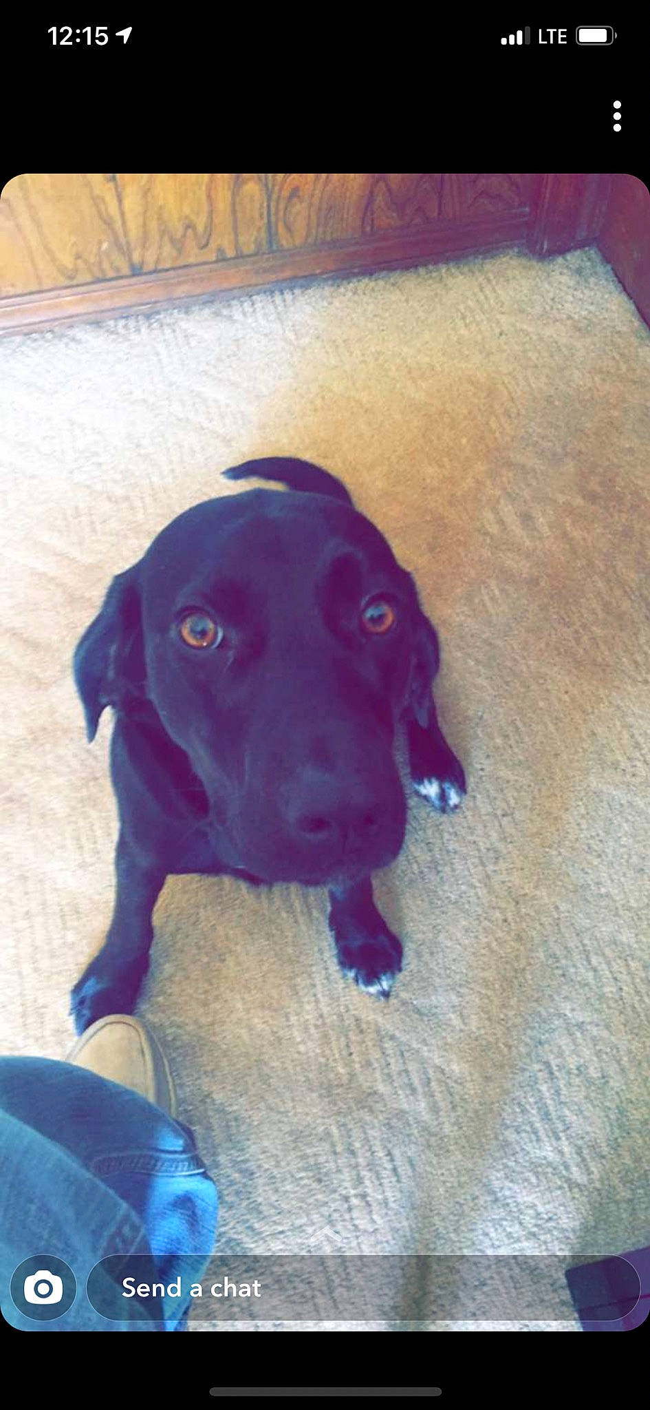 Jaxs is registered to the contest to win money with this photo: borador, canidae, carnivore, collar, companion_dog, dog, dog_breed, dog_collar, electric_blue, fawn, flooring, gun_dog, labrador_retriever, liver, pointing_breed, retriever, snout, tail, whiskers, working_animal