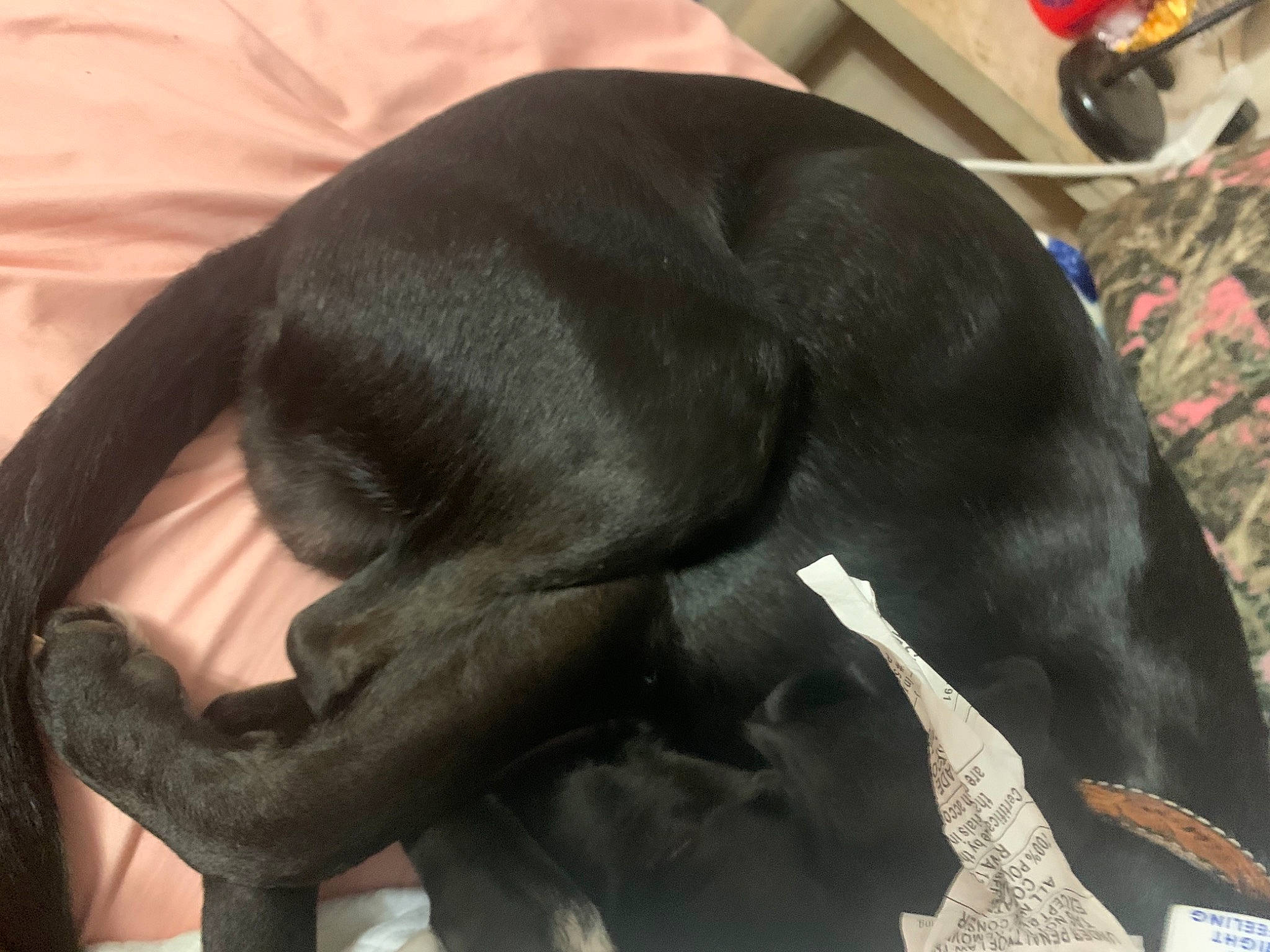 Jaxs is registered to the contest to win money with this photo: canidae, carnivore, comfort, companion_dog, dog, dog_breed, elephants_and_mammoths, fawn, fur, marine_mammal, nap, non_sporting_group, sleep, snout, sporting_group, tail, terrestrial_animal, working_animal, wrinkle