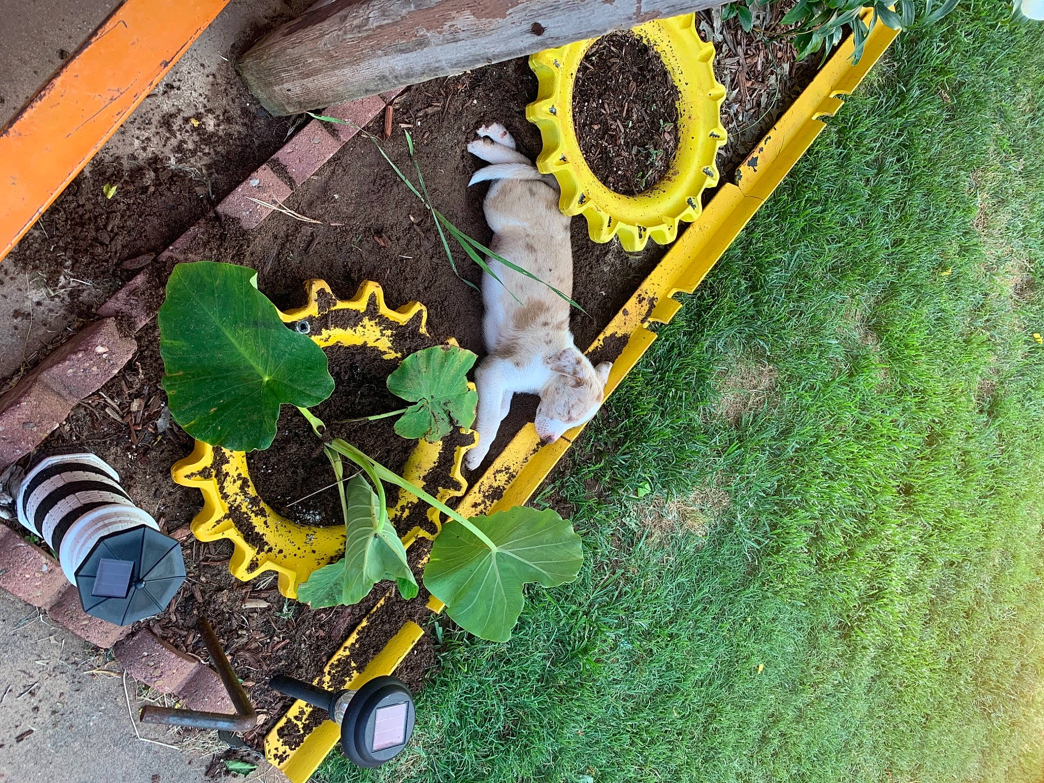 Emma Lou joined the competition — help win amazing prizes! annual_plant, cat, felidae, garden, grass, green, groundcover, herb, organism, plant, shadow, shrub, small_to_medium_sized_cats, soil, tail, tree, twig, wood, yard, yellow