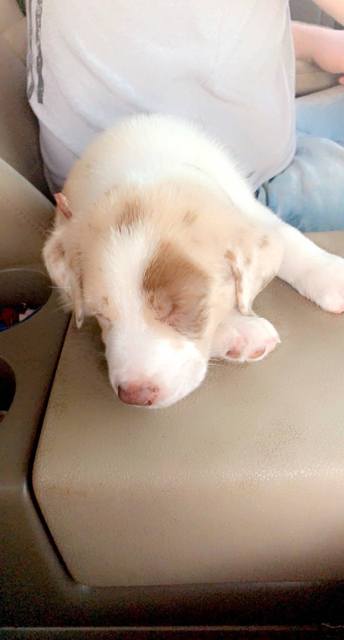 Emma Lou joined the competition — help win amazing prizes! box, carnivore, claw, comfort, companion_dog, dog, dog_breed, ear, fawn, felidae, foot, fur, non_sporting_group, paw, small_to_medium_sized_cats, sporting_group, tail, toy_dog, whiskers, working_animal