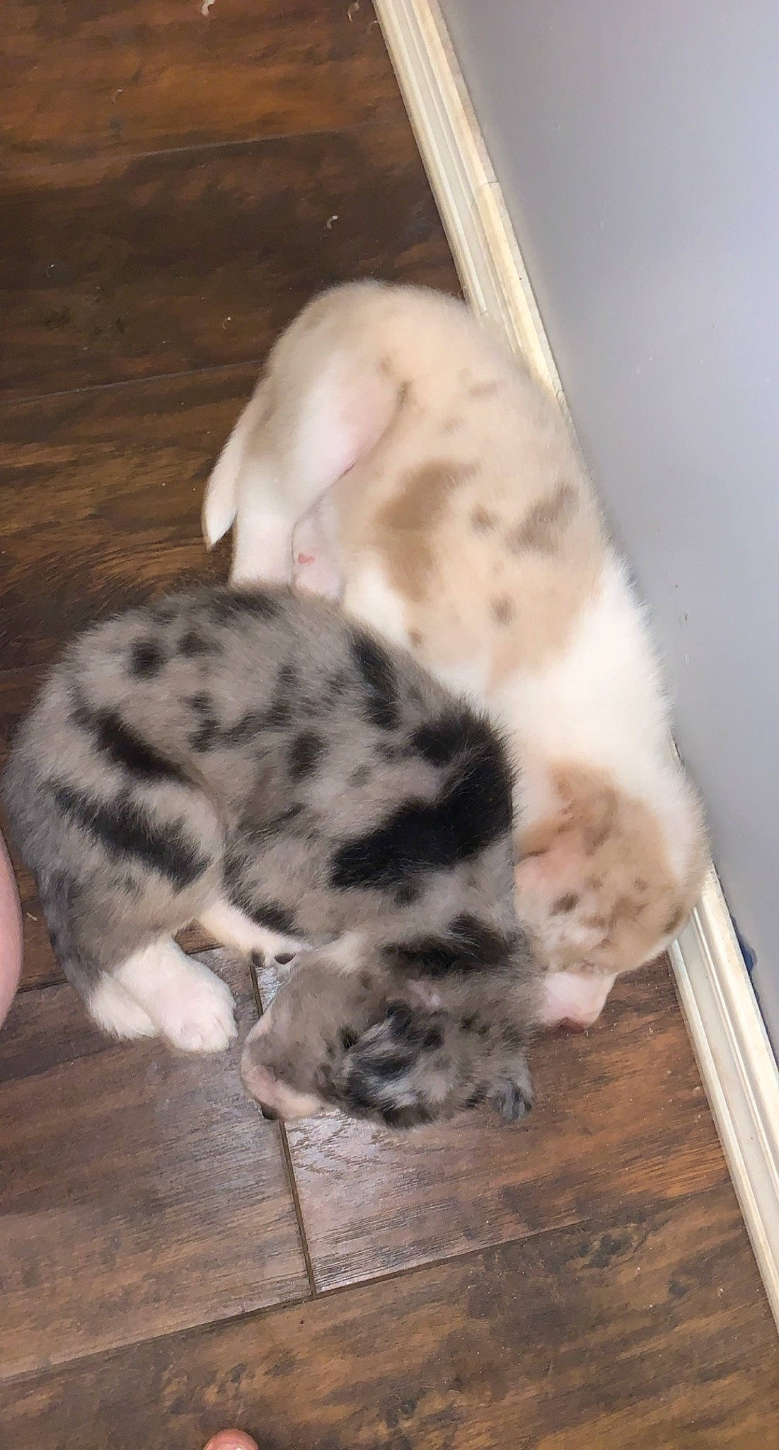 Emma Lou joined the competition — help win amazing prizes! canidae, carnivore, cat, claw, comfort, dog_breed, domestic_short_haired_cat, fawn, felidae, fur, hardwood, nap, paw, sleep, small_to_medium_sized_cats, sporting_group, tail, terrestrial_animal, whiskers, wood