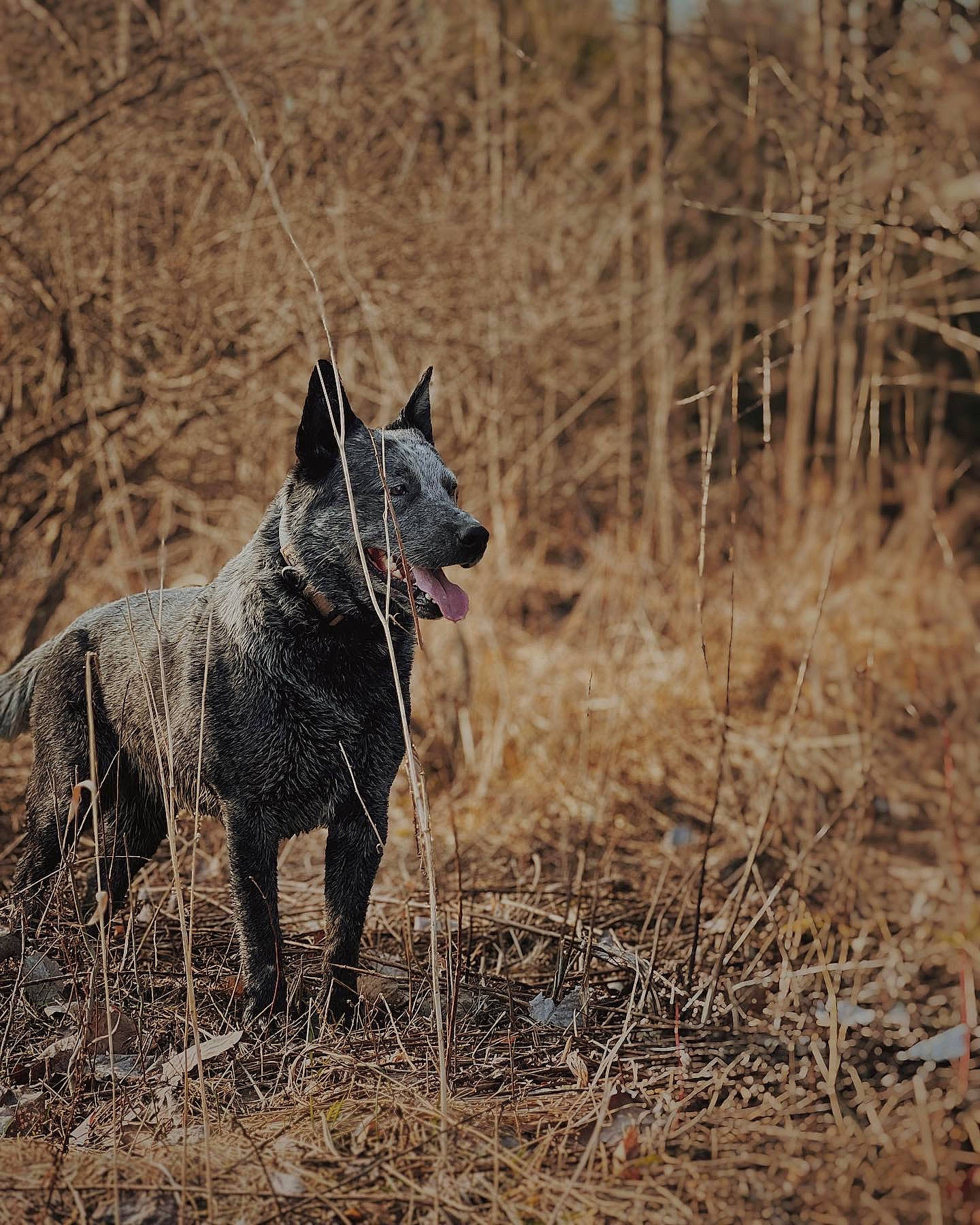 Jackson is registered to the contest to win money with this photo: canidae, canis, carnivore, dog, dog_breed, fur, grass, grassland, guard_dog, hunting_dog, natural_landscape, plant, soil, tail, terrestrial_animal, tree, twig, wildlife, working_animal, working_dog