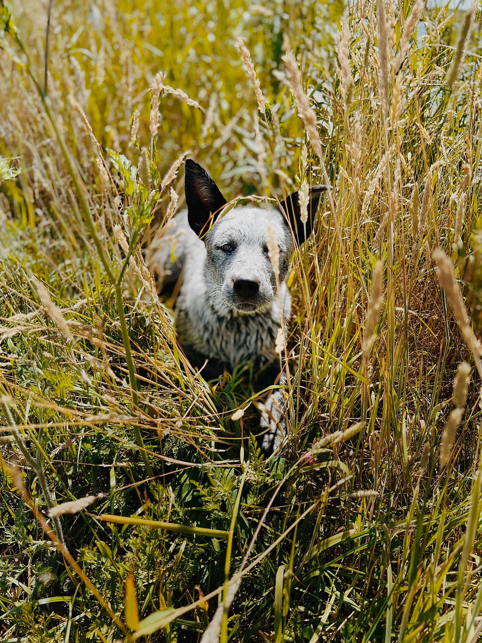 Jackson is registered to the contest to win money with this photo: carnivore, companion_dog, dog, dog_breed, grass, grass_family, grassland, livestock, non_sporting_group, pasture, plant, prairie, shrubland, sporting_group, terrestrial_animal, whiskers, wildlife, working_animal