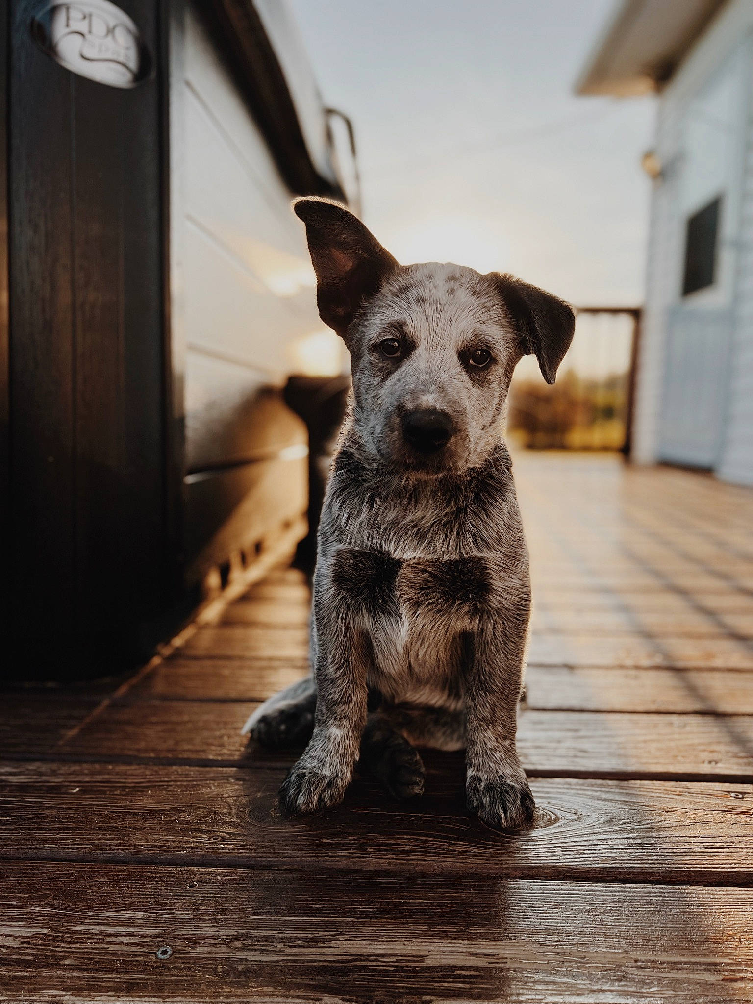 Jackson joined the competition — help win amazing prizes! canidae, carnivore, companion_dog, dog, dog_breed, door, fawn, fireworks, flooring, fur, hardwood, plank, shadow, sporting_group, tail, terrestrial_animal, terrier, whiskers, wood, working_animal