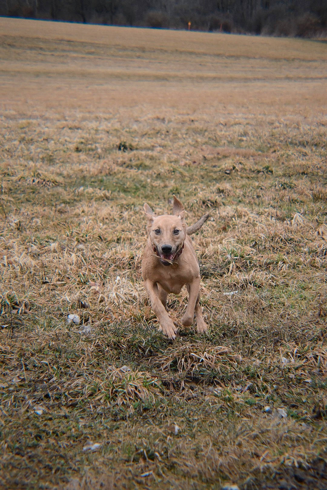 Katniss is registered to the contest to win money with this photo: canidae, carnivore, companion_dog, dog, dog_breed, fawn, field, grass, grassland, landscape, pasture, prairie, snout, soil, sporting_group, steppe, tail, terrestrial_animal, tundra, working_animal