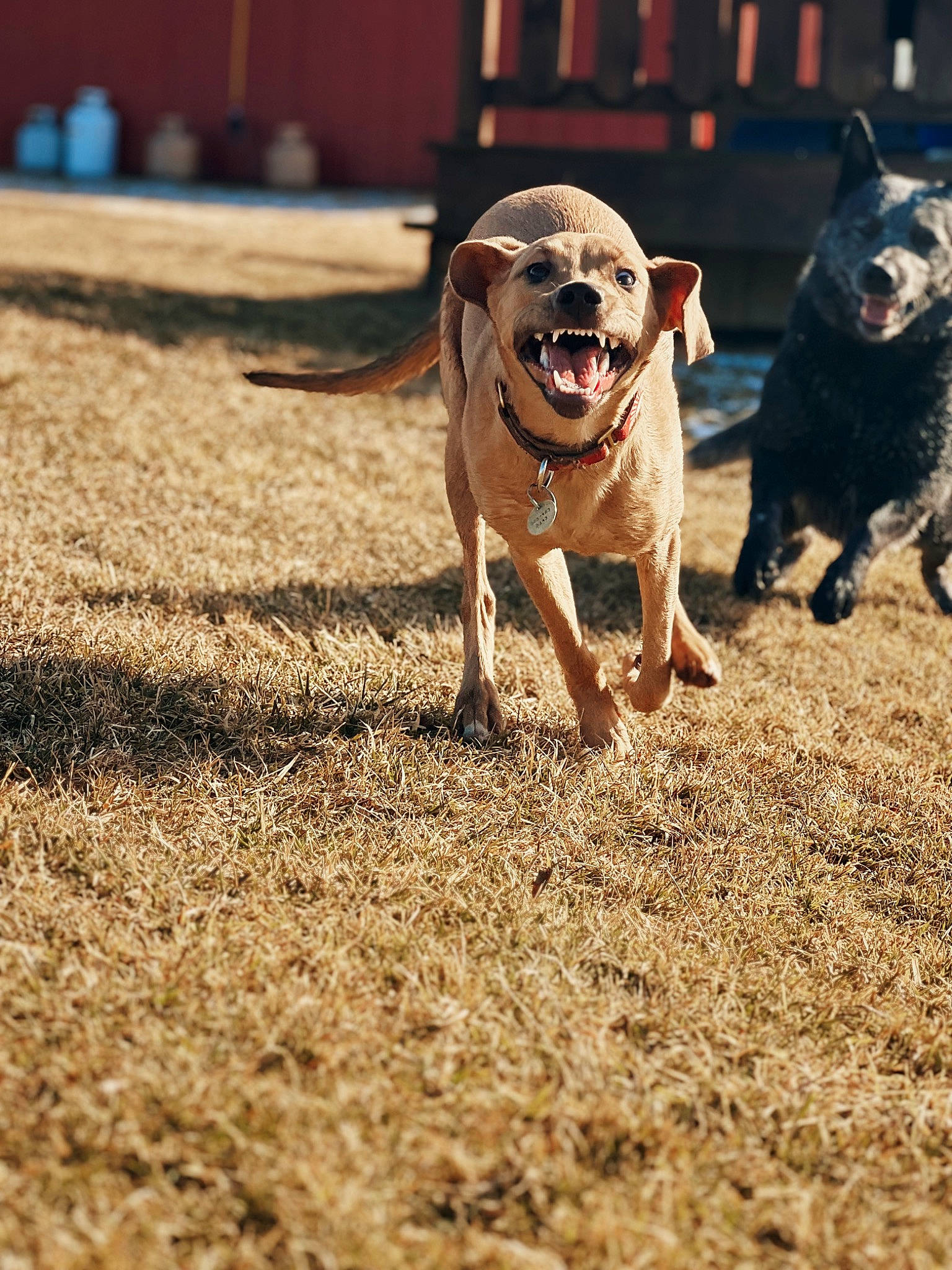 Katniss joined the competition — help win amazing prizes! canidae, carnivore, collar, companion_dog, dog, dog_breed, dog_collar, dog_supply, fawn, grass, pet_supply, pug, shadow, snout, soil, sporting_group, sunglasses, tail, toy_dog, working_animal