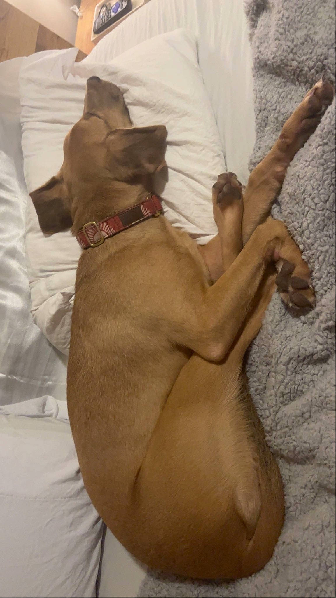 Katniss joined the competition — help win amazing prizes! barechested, canidae, carnivore, chest, collar, comfort, companion_dog, dog, dog_breed, dog_collar, dog_supply, ear, fawn, gesture, liver, pet_supply, snout, sporting_group, tail, working_animal