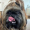 Arlo a rejoint le concours — aidez-le/la à gagner de superbes lots ! adorable, animal, black, brown, close_up, companion, cute, dog, expression, face, fluffy, fur, hair_tie, indoor, pet, playful, portrait, small_dog, tongue, tongue_out