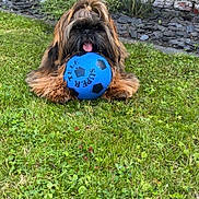 Arlo participe au concours pour gagner de l'argent avec cette photo : animal, blue_ball, brick_wall, cute, dog, fur, garden, grass, greenery, hair_tuft, lying_down, nature, outdoor, paw, pet, plant, playful, summer, tongue_out, toy