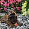 Arlo a rejoint le concours — aidez-le/la à gagner de superbes lots ! animal, brown_dog, cute, dog, flower_pot, fur, garden, gravel, green_leaves, hydrangea, laying_down, long_hair, nature, outdoor, pet, pink_flowers, plant, small_dog, toy, white_flowers