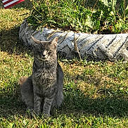 Dude joined the competition — help win amazing prizes! cat, gray_tabby, grass, plants, tire_planter, american_flag, outdoor, sunlight, greenery, nature, pet, animal, fur, ears, whiskers, sitting, daytime, shadow, garden, flag