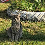 cat, gray_tabby, grass, plants, tire_planter, american_flag, outdoor, sunlight, greenery, nature, pet, animal, fur, ears, whiskers, sitting, daytime, shadow, garden, flag