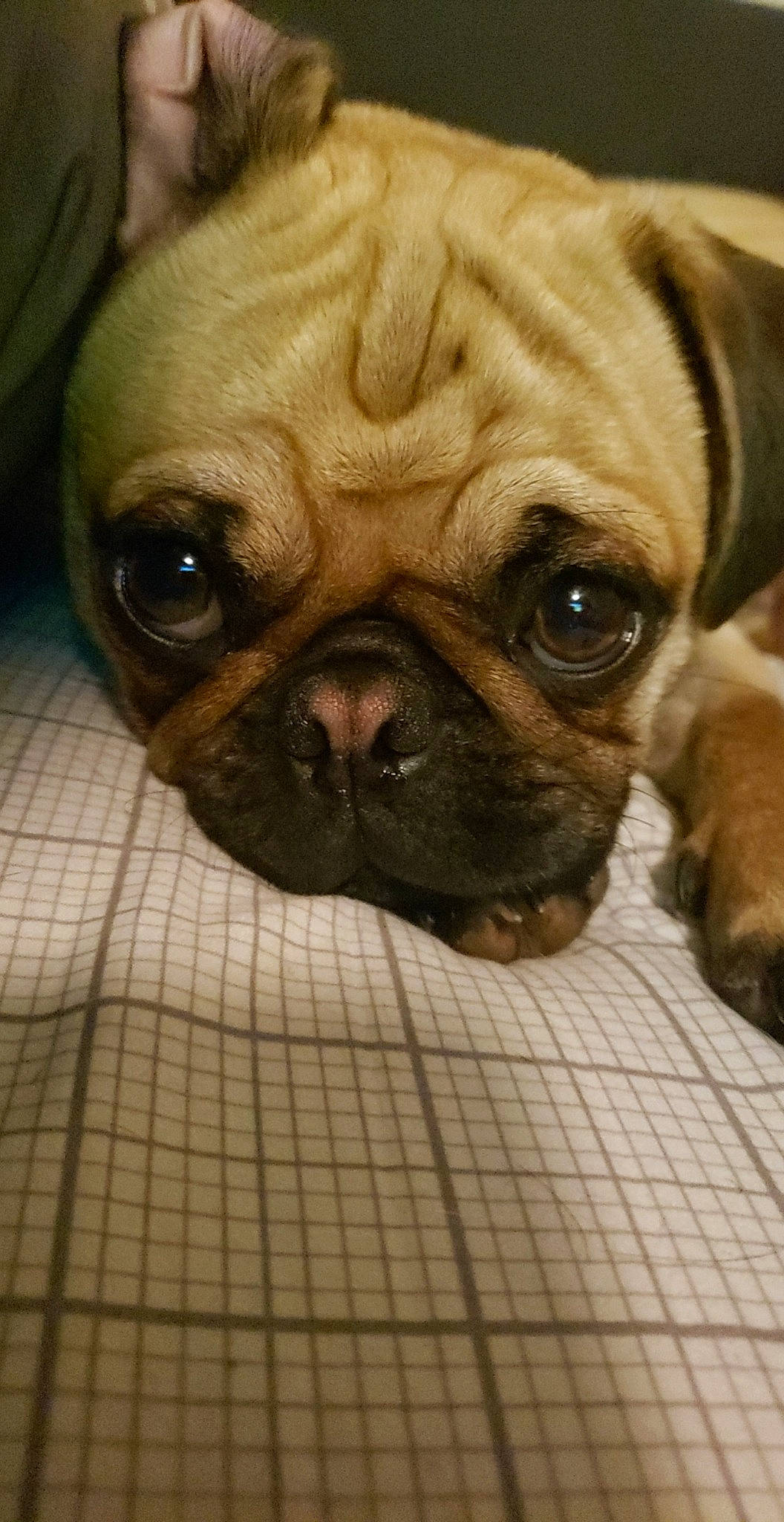 Dexter is registered to the contest to win money with this photo: ancient_dog_breeds, bulldog, canidae, carnivore, companion_dog, dog, dog_breed, eye, fawn, mammal, nose, pug, puppy, skin, snout, sporting_group, toy_dog, vertebrate, whiskers, wrinkle