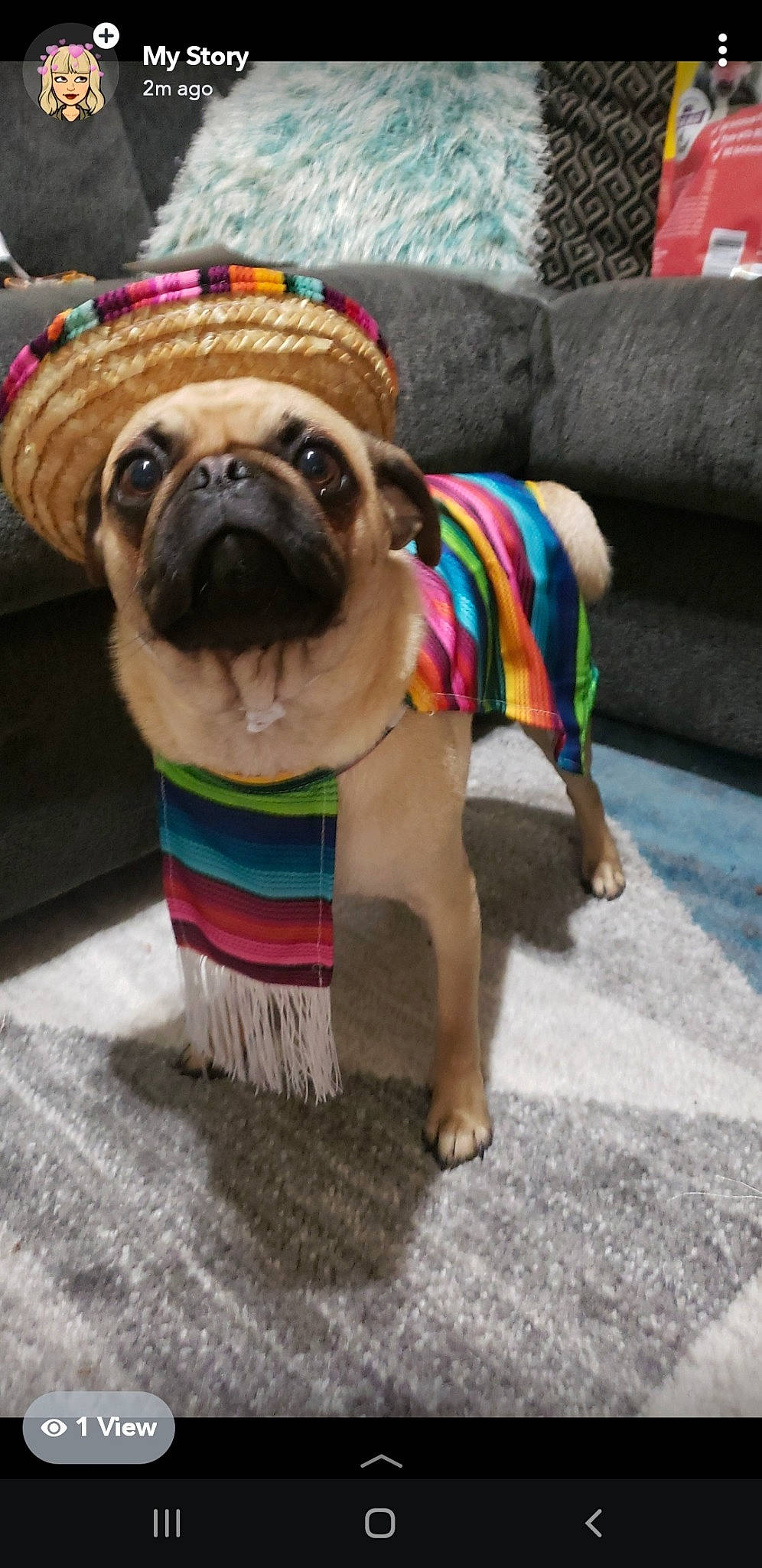 Dexter joined the competition — help win amazing prizes! ancient_dog_breeds, bulldog, canidae, carnivore, companion_dog, dog, dog_breed, dog_clothes, fawn, mammal, non_sporting_group, pug, puppy, snout, toy_bulldog, toy_dog