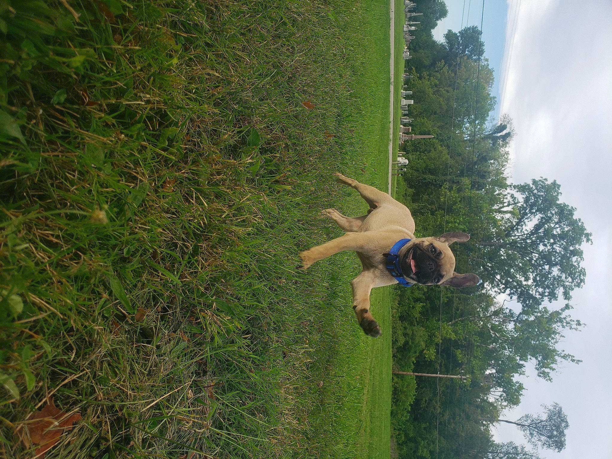 Dexter is registered to the contest to win money with this photo: grass, grass_family, green, leisure, plant