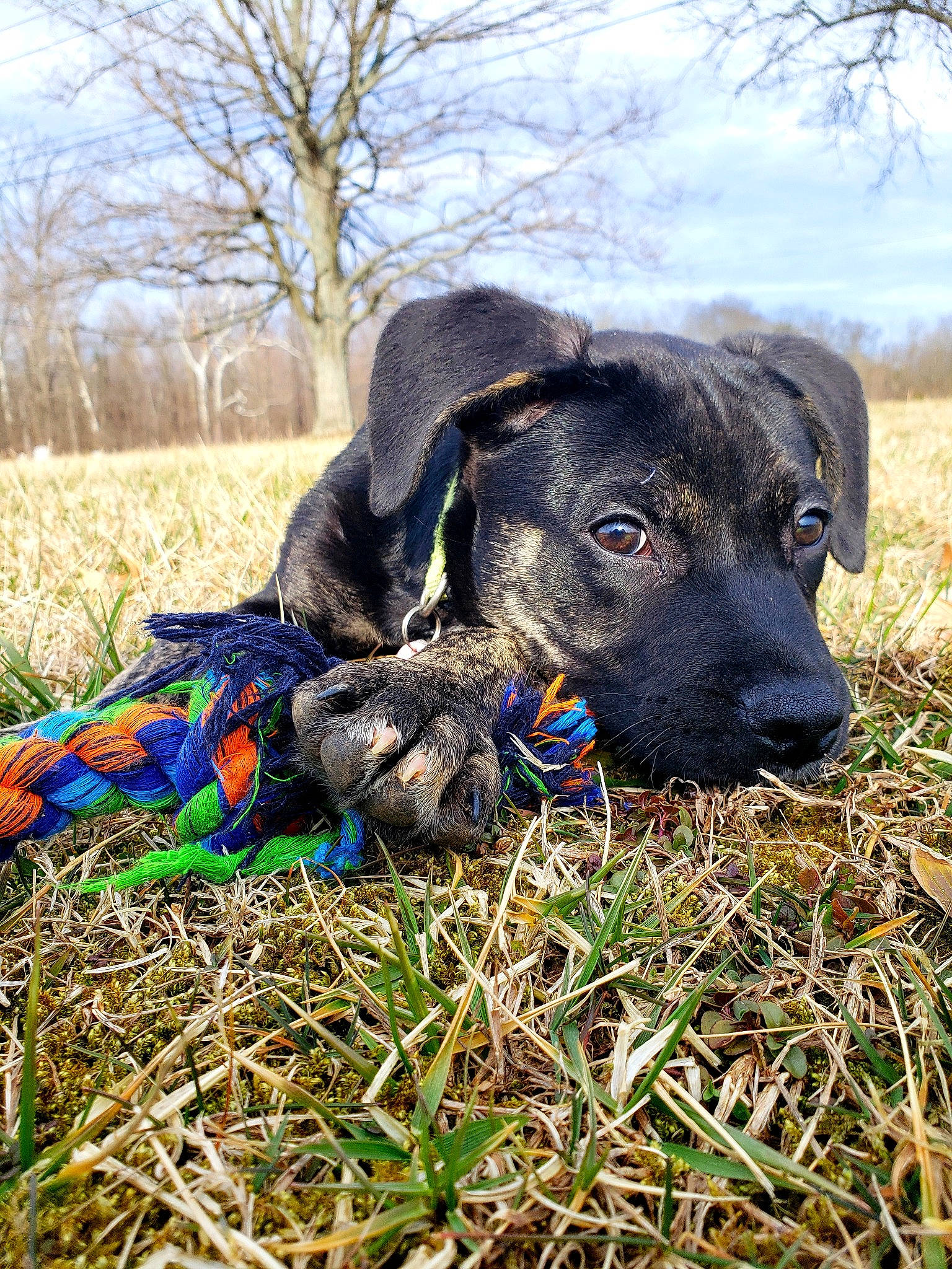 Duke is registered to the contest to win money with this photo: blue_lacy, canidae, carnivore, dog, dog_breed, grass, guard_dog, hunting_dog, labrador_retriever, mountain_cur, plant, plott_hound, puppy, sporting_group