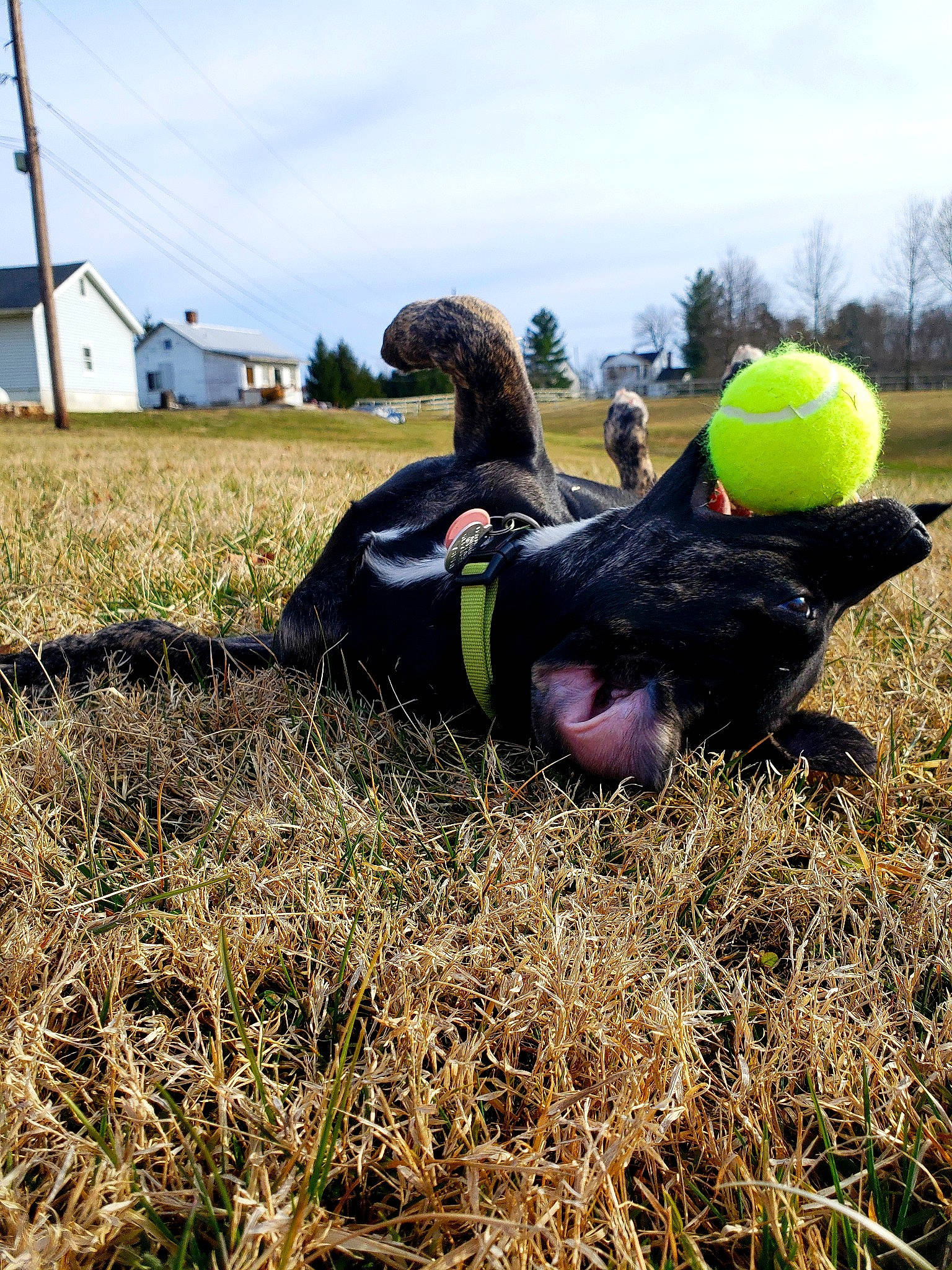 Duke joined the competition — help win amazing prizes! agriculture, farm, grass, grass_family, grassland, harvest, hay, plant, tree