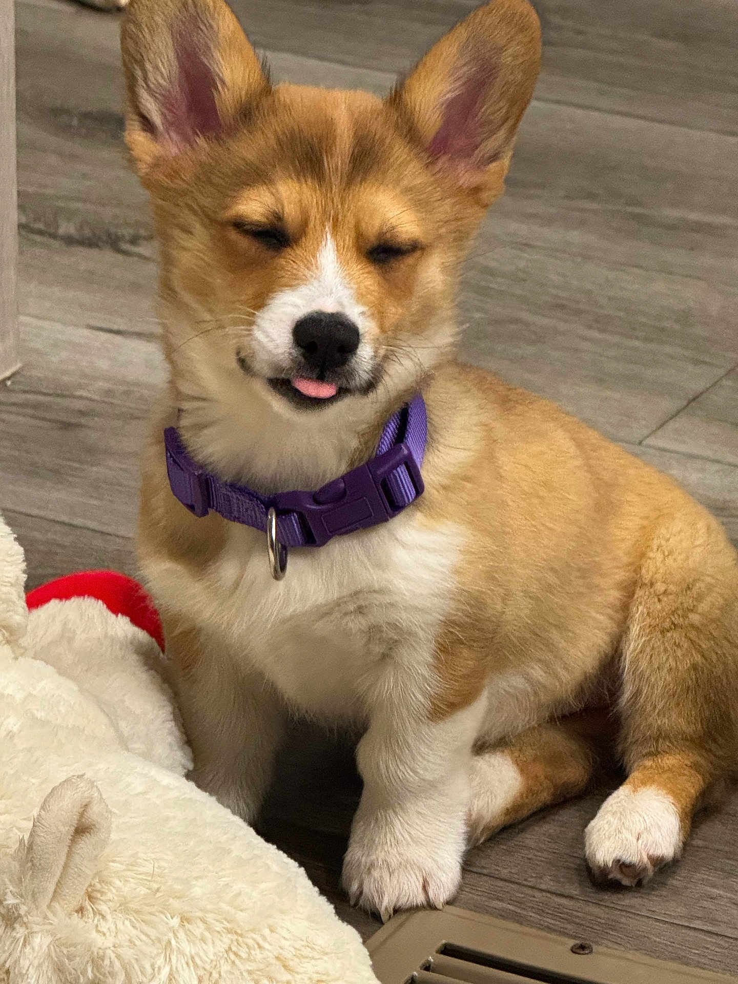 Ruby joined the competition — help win amazing prizes! puppy, corgi, dog, pet, purple_collar, tongue_out, sleepy, fluffy, indoor, wooden_floor, cute, young_dog, sitting, animal, companion, domestic, fur, small_dog, toy, white_plush