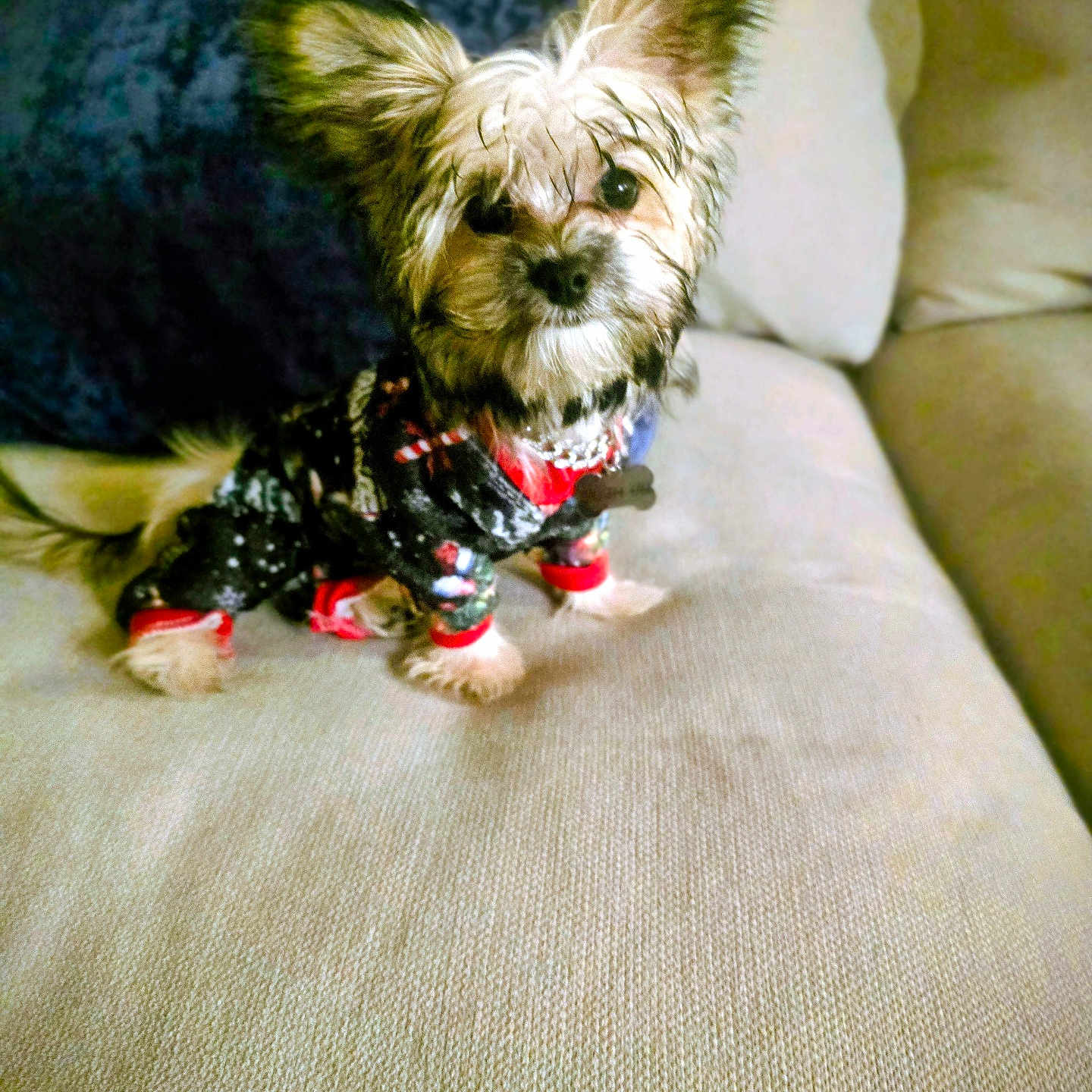 Oliver joined the competition — help win amazing prizes! animal, beige, blue_pillow, clothing, companion, couch, curious, cute, dog, domestic_animal, ears, fur, furry, indoor, pajamas, pet, portrait, puppy, sitting, small_dog