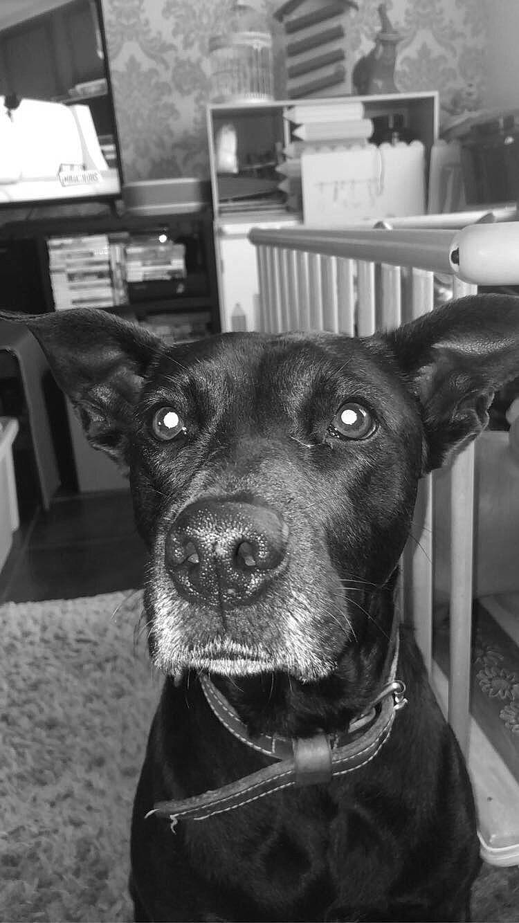 Lexy a rejoint le concours — aidez-le/la à gagner de superbes lots ! black, bookcase, carnivore, chair, collar, companion_dog, dog, dog_breed, dog_collar, ear, fawn, human_body, jaw, monochrome, shelf, snout, style, whiskers, white, working_animal