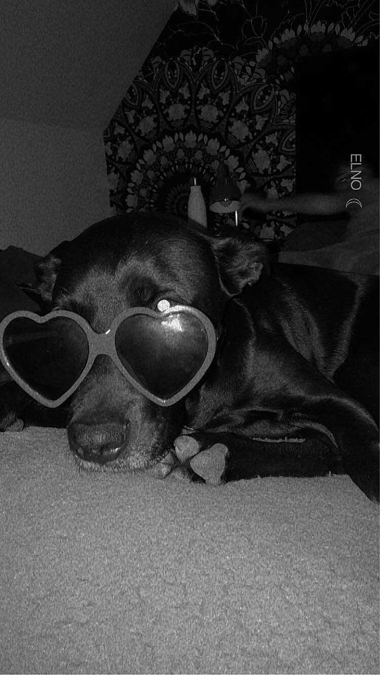 Lexy participe au concours pour gagner de l'argent avec cette photo : bone, canidae, carnivore, companion_dog, darkness, dog, dog_breed, ear, eyewear, goggles, grey, jaw, monochrome_photography, personal_protective_equipment, snout, sporting_group, sunglasses, vision_care, whiskers, working_animal