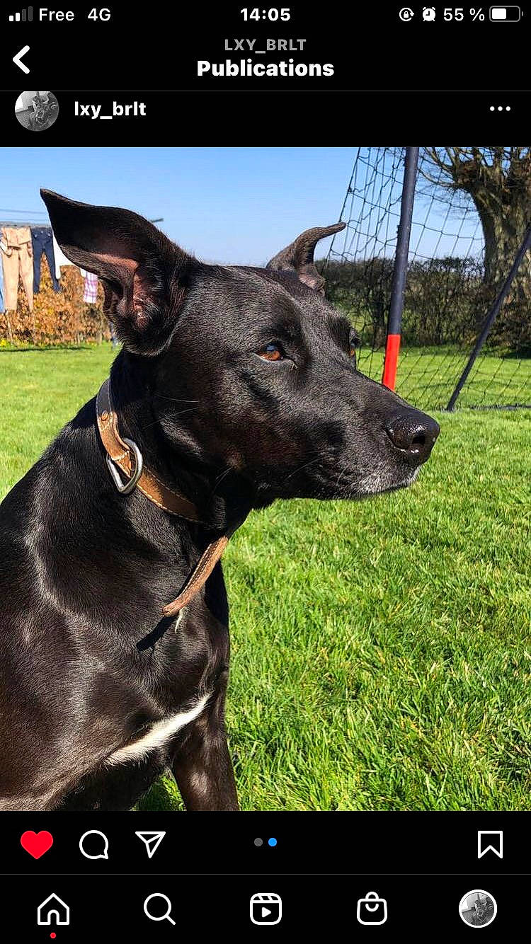 Lexy participe au concours pour gagner de l'argent avec cette photo : carnivore, collar, companion_dog, dog, dog_breed, dog_collar, grass, guard_dog, liver, mammal, photo_caption, plant, rectangle, screenshot, sky, snout, sporting_group, whiskers, working_animal, working_dog