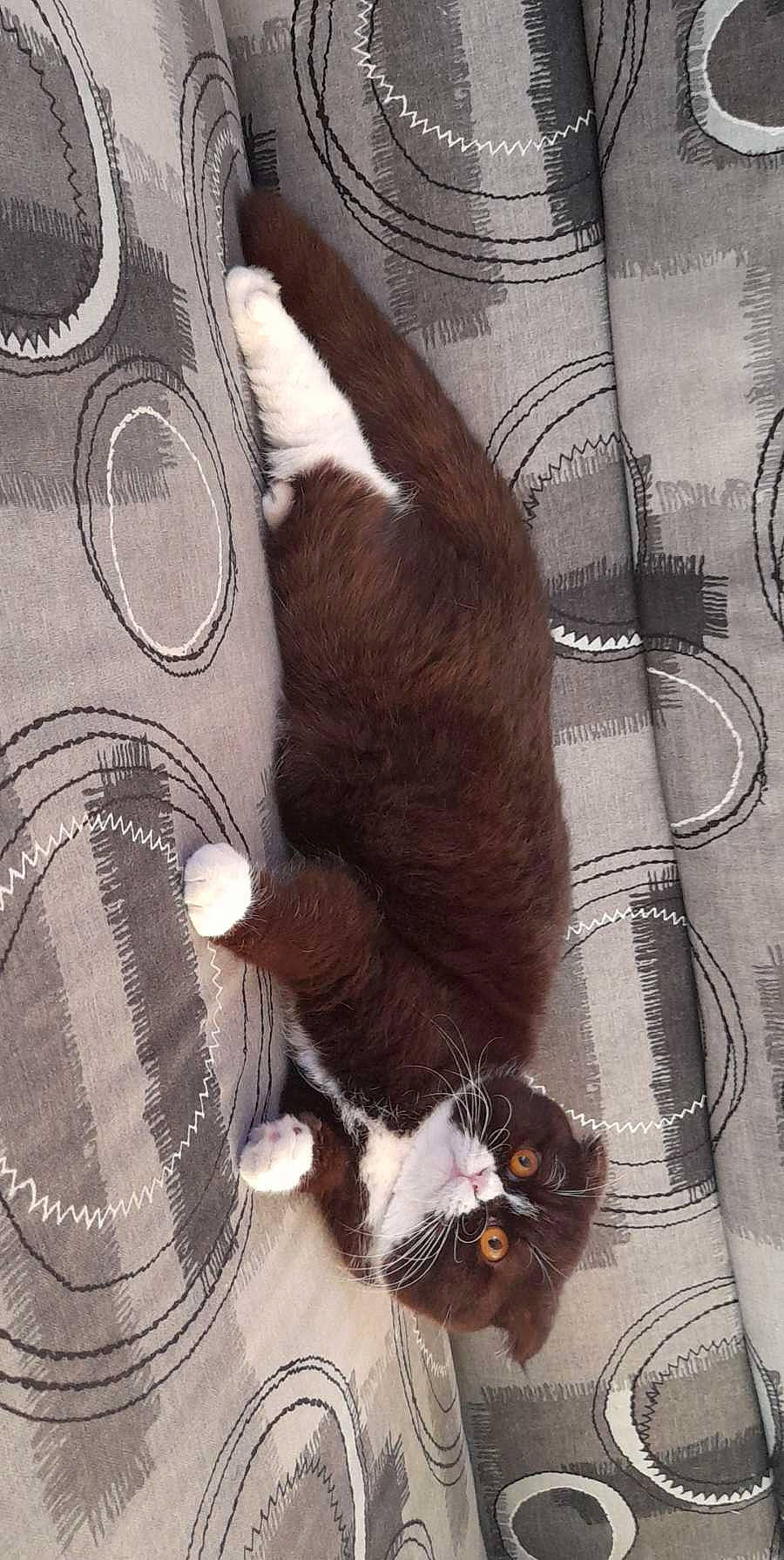 Simba a rejoint le concours — aidez-le/la à gagner de superbes lots ! art, automotive_tire, brown, carnivore, cat, comfort, domestic_short_haired_cat, felidae, foot, fur, liver, metal, paw, small_to_medium_sized_cats, snout, tail, textile, toy, visual_arts, whiskers