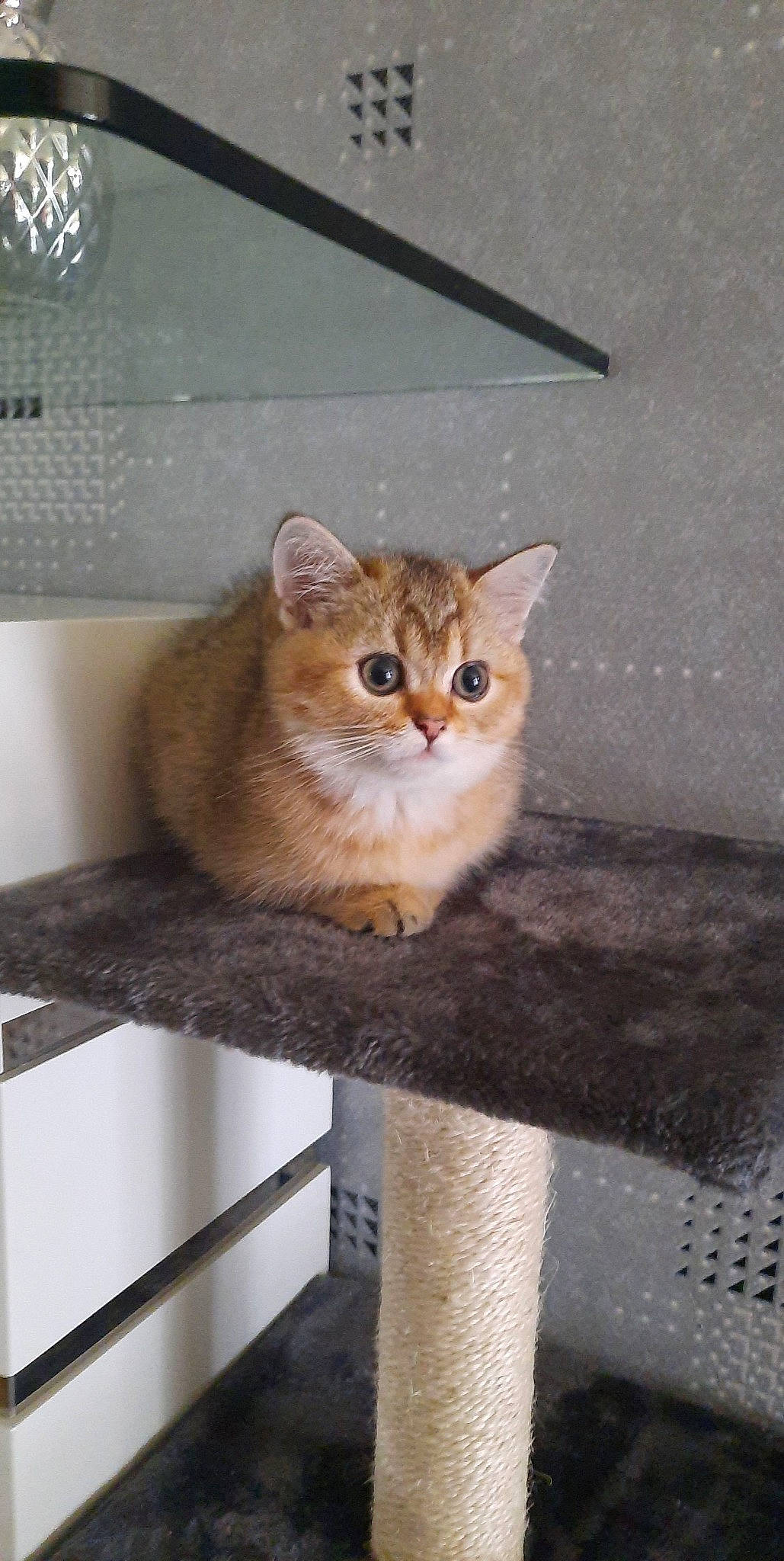 Nina Et Nala participe au concours pour gagner de l'argent avec cette photo : art, carnivore, cat, cat_supply, domestic_short_haired_cat, door, fawn, felidae, fur, paw, pet_supply, rectangle, sitting, small_to_medium_sized_cats, snout, tail, terrestrial_animal, whiskers, window, wood