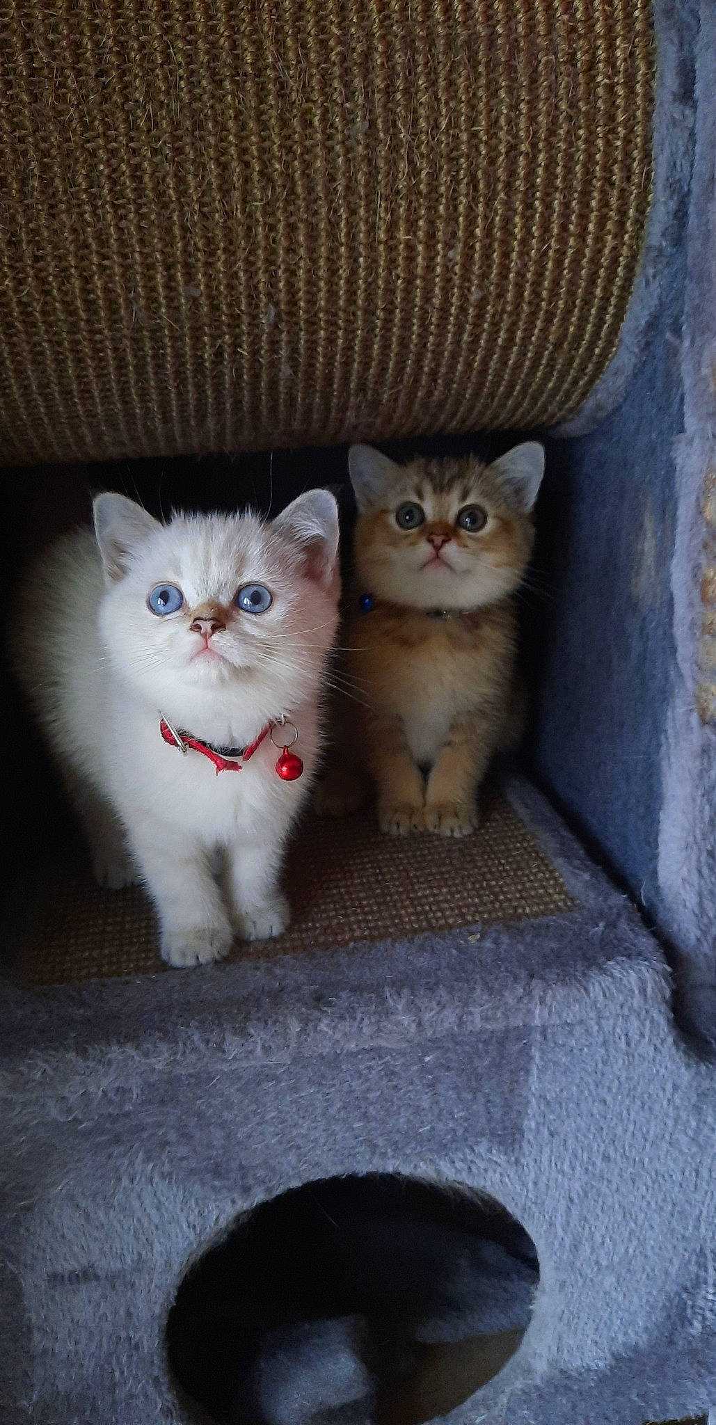 Nina Et Nala a rejoint le concours — aidez-le/la à gagner de superbes lots ! carnivore, cat, domestic_short_haired_cat, fawn, felidae, paw, pet_supply, sitting, small_to_medium_sized_cats, snout, tail, vehicle_registration_plate, whiskers, window