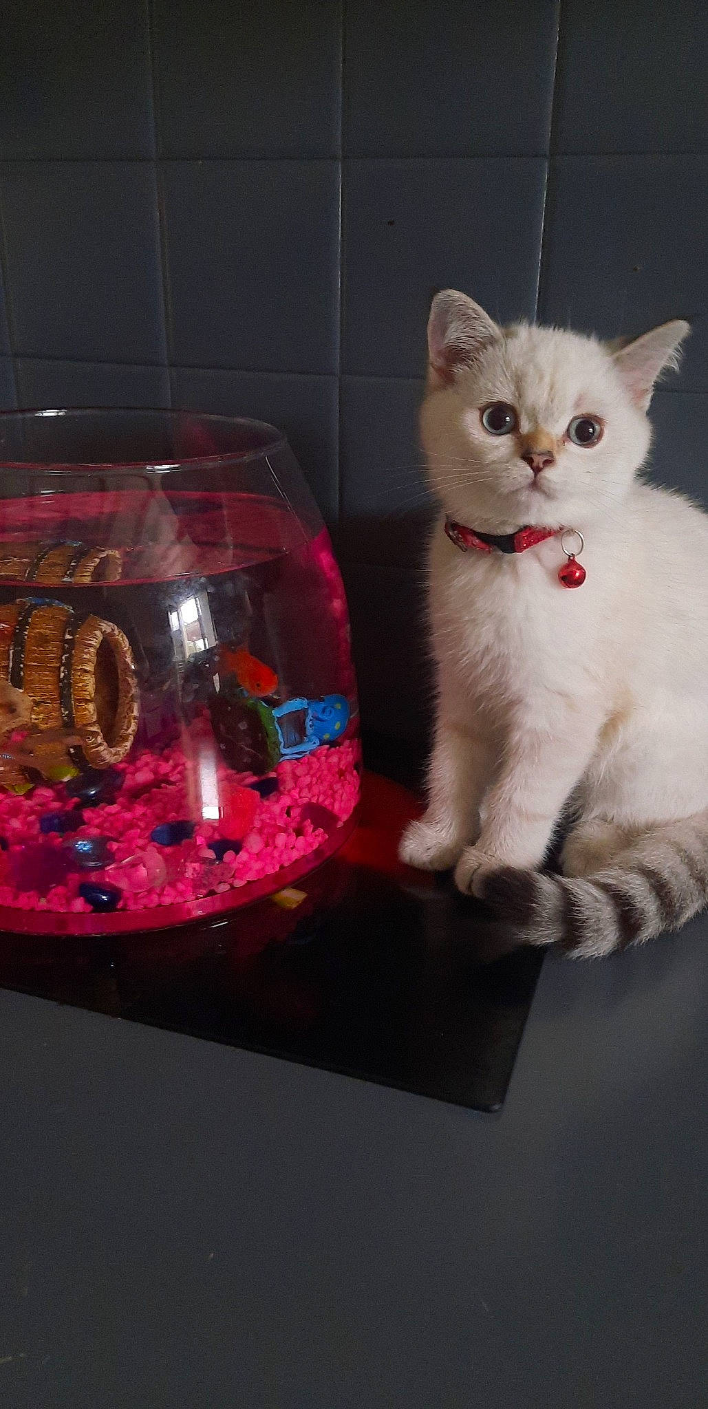 Nina Et Nala a rejoint le concours — aidez-le/la à gagner de superbes lots ! art, automotive_lighting, carnivore, cat, cat_supply, domestic_short_haired_cat, drinkware, event, felidae, fur, glass, home_accessories, magenta, paw, pet_supply, small_to_medium_sized_cats, tail, transparent_material, whiskers, window