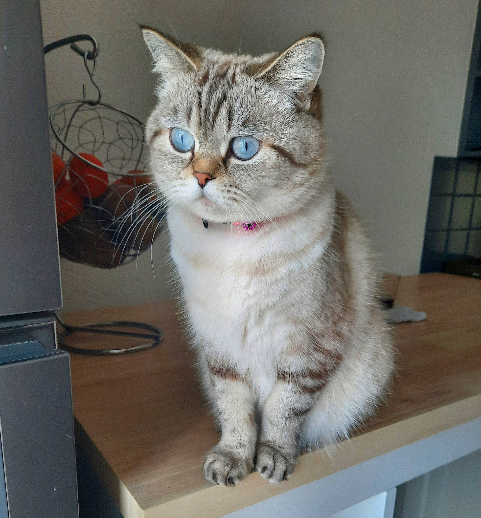 Orla a rejoint le concours — aidez-le/la à gagner de superbes lots ! box, carnivore, cat, cat_furniture, computer, computer_keyboard, desk, domestic_short_haired_cat, felidae, fur, input_device, laptop, paw, peripheral, personal_computer, small_to_medium_sized_cats, snout, table, tail, whiskers