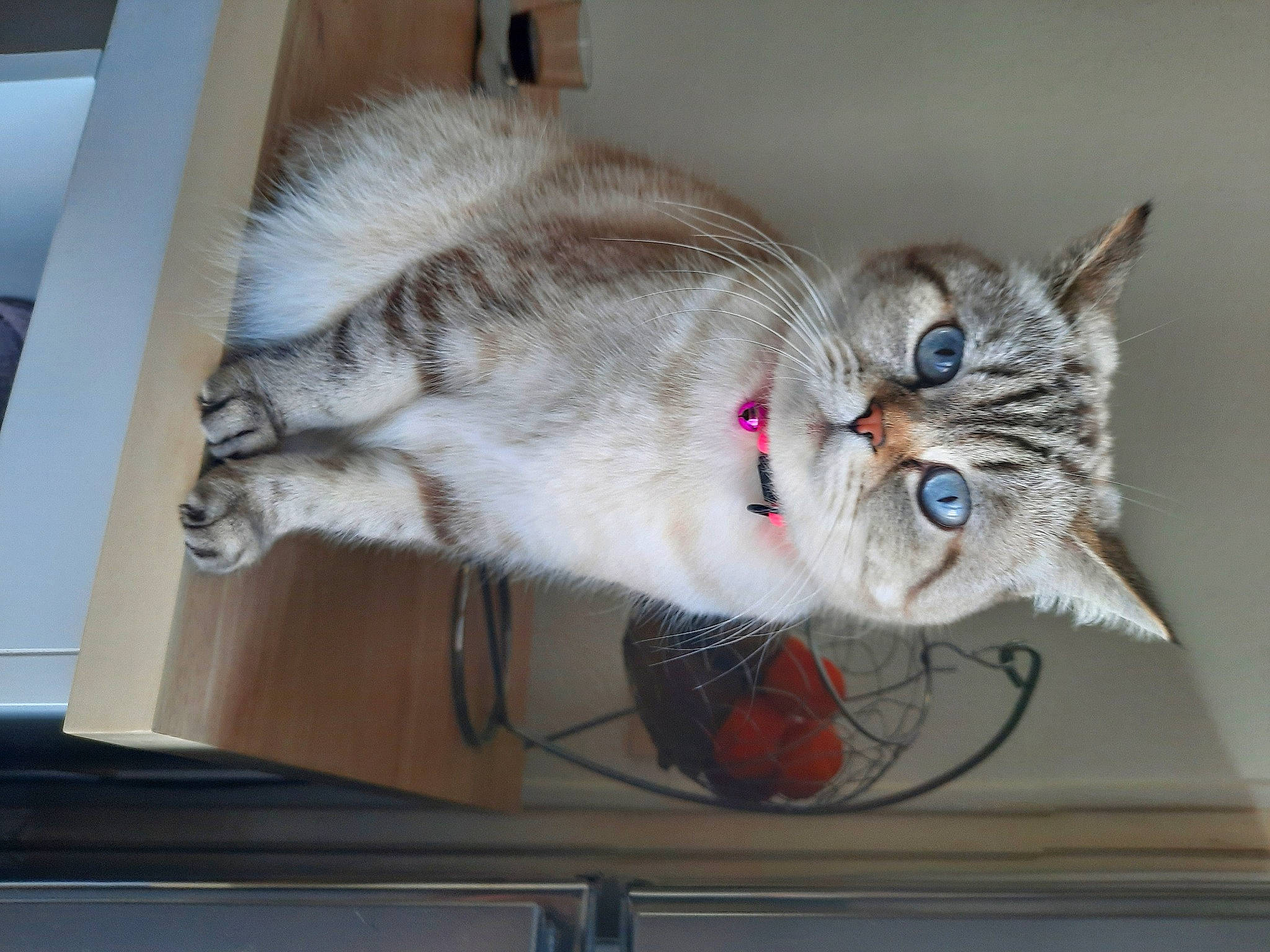 Orla a rejoint le concours — aidez-le/la à gagner de superbes lots ! carnivore, cat, claw, domestic_short_haired_cat, felidae, fur, grey, mammal, paw, plant, small_to_medium_sized_cats, snout, tail, vehicle, whiskers