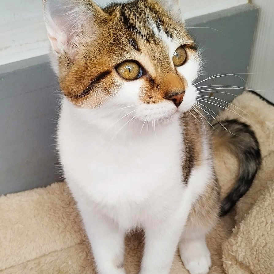 Grizzly participe au concours pour gagner de l'argent avec cette photo : abyssinian, angora, animal, cat, kitten, manx, pet