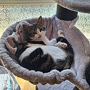 Kizmo participe au concours pour gagner de l'argent avec cette photo : cat, tabby_cat, pet, indoor, cat_tree, hammock, plush, window, sunlight, relaxed, animal, fur, whiskers, paw, floor, home, cozy, resting, cute, comfortable