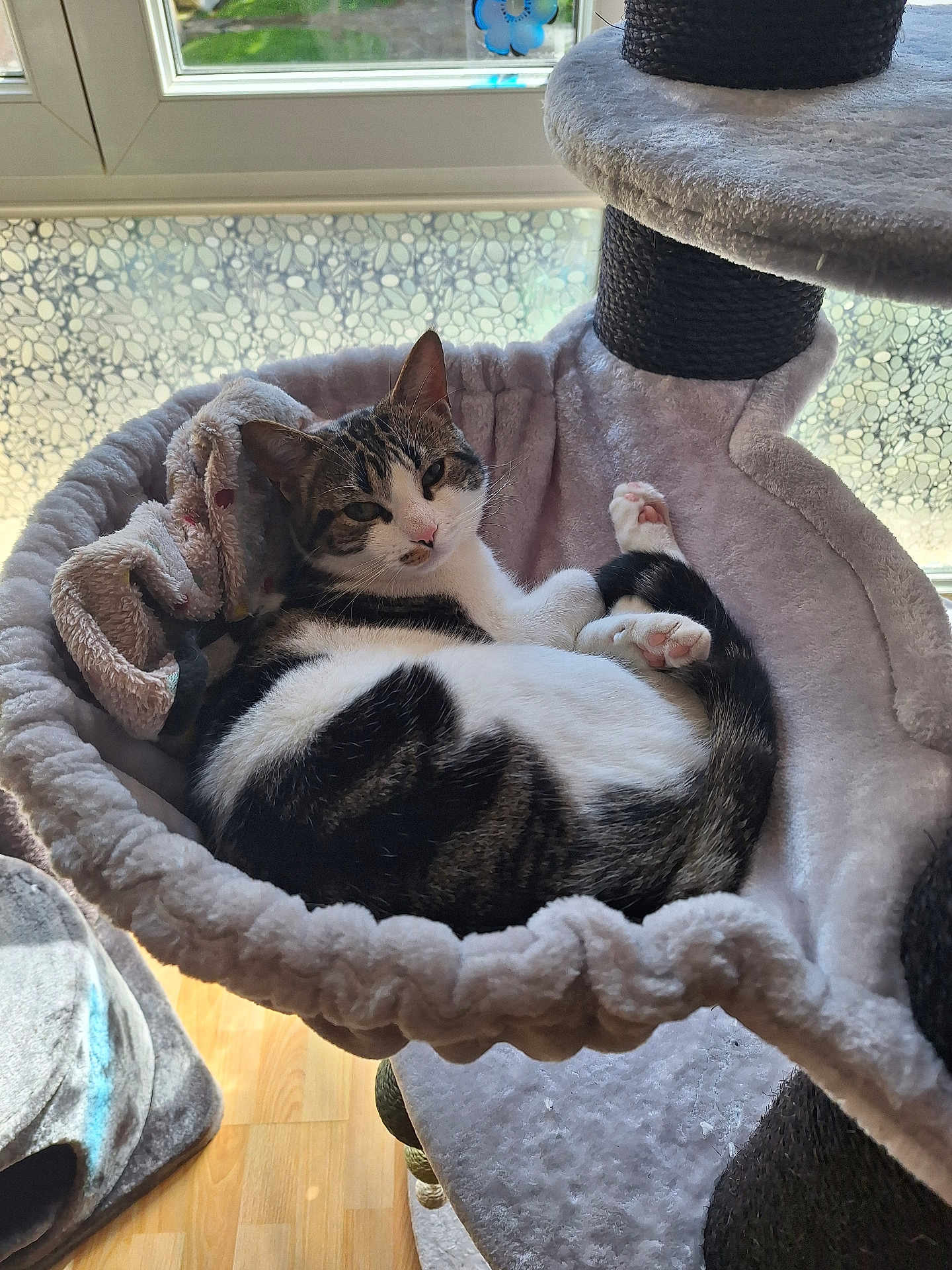 Kizmo participe au concours pour gagner de l'argent avec cette photo : cat, tabby_cat, pet, indoor, cat_tree, hammock, plush, window, sunlight, relaxed, animal, fur, whiskers, paw, floor, home, cozy, resting, cute, comfortable