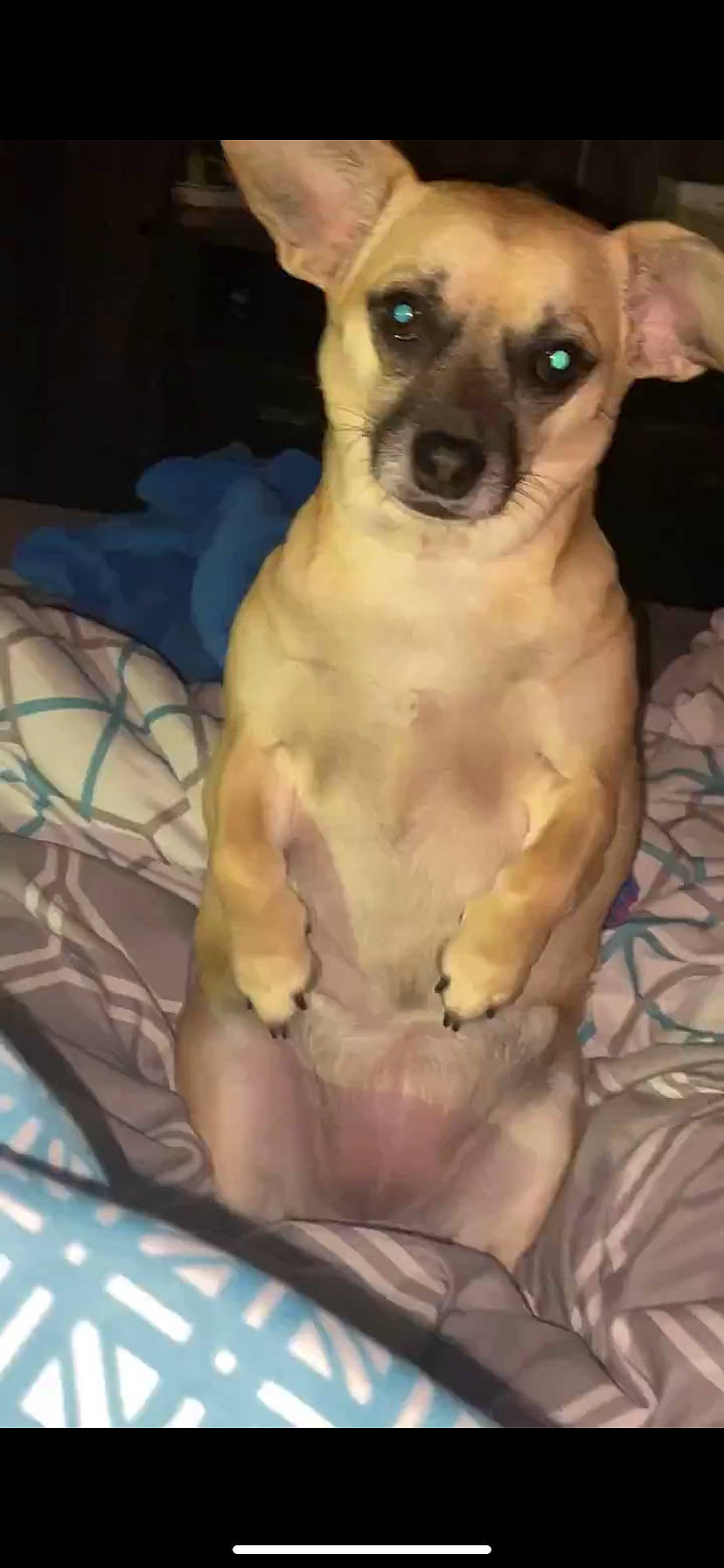 Princess is registered to the contest to win money with this photo: carnivore, chest, comfort, companion_dog, dog, dog_breed, dog_supply, fawn, fur, linens, pet_supply, plant, snout, sporting_group, terrestrial_animal, toy_dog, trunk, water, whiskers, working_animal