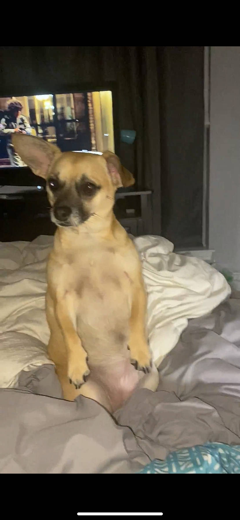 Princess joined the competition — help win amazing prizes! canidae, carnivore, chihuahua, comfort, companion_dog, dog, dog_breed, dog_supply, ear, fawn, fur, non_sporting_group, paw, pet_supply, snout, sporting_group, terrestrial_animal, toy_dog, whiskers, working_animal